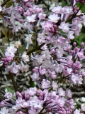 Anabel_20210427_BLBG_MLD_3