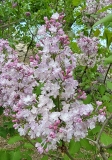 Anabel_20210428_NYBG_MLD_1