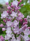 Anabel_20210428_NYBG_MLD_2