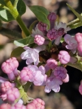 Anabel_20230410_MLD_MLD