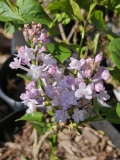Anabel_20230413_MLD_MLD