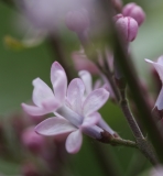 Anabel_TRD_TP_1