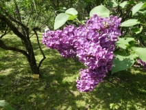 Andenken_an_Ludwig_Spaeth_20180523_RAS_MLD_2