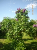Andenken_an_Ludwig_Spath_201405_Dobele_RR
