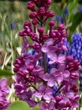 Andre_Csizik_20210427_BLBG_MLD_2