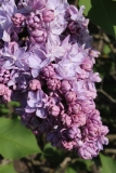 Andryusha_Gromov_TP_4