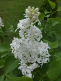 Angel_White_20180512_LG_MLD_1