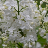 Angel_White_2019_LM_CF