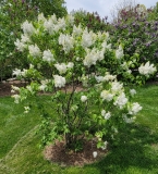 Angel_White_20210428_NYBG_MLD_1