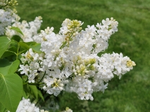 Angel_White_20210428_NYBG_MLD_2