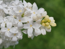 Angel_White_20210428_NYBG_MLD_3