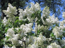 Angel_White_CH_2