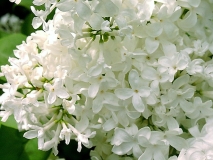 Angel_White_Descanso_BB_3