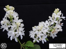 Angel_White_LNT_2