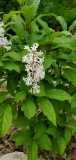 Anna_Amhoff_20190519_MLD_MLD