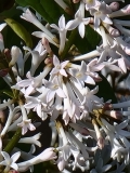 Anna_Amhoff_20210514_MLD_MLD_4