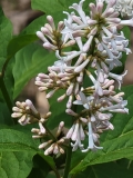 Anna_Amhoff_20220521_MLD_MLD_2
