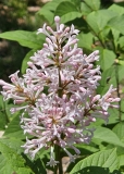 Anna_Amhoff_20240516_MLD_MLD