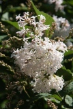 Anna_Amhoff_BLBG_TP