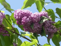 Anna_Nickles_20180523_RAS_MLD_2