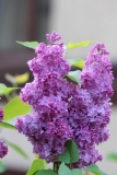 Anna_Nickles_2021_Russia_NS