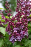 Anna_Nickles_Main_BG_TP__10