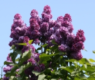 Anna_Nickles_Main_BG_TP__11