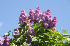 Anna_Nickles_Main_BG_TP__15