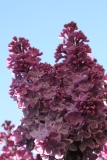 Anna_Nickles_Main_BG_TP__7