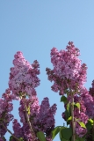 Anna_Nickles_Main_BG_TP__8