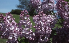 Anna_Nickles_RBG_CH_1