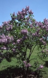 Anna_Nickles_RBG_CH_2