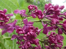 Anna_Shiach_201906_RBG_MLD