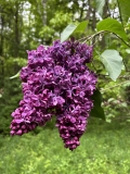 Anne_Schiach_20240521_MA_JJM