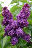Anne_Shiach_Main_BG_TP_1