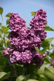 Anne_Shiach_Main_BG_TP_2