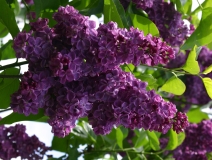 Anne_Shiach_Main_BG_TP_3