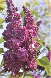 Anne_Shiach_RBG_CH_1