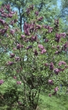 Anne_Shiach_RBG_CH_2