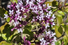 Annys200809 (Flowerfesta Purple)