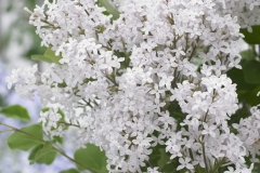Annys200810 (Flowerfesta White)