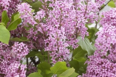 Annys200817 (Flowerfesta Pink)