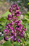 Arch_McKean_Potted_20230420_MLD_MLD