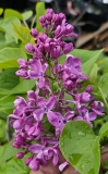 Arch_McKean_pot_20230422_MLD_MLD