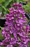 Arch_McKean_pot_20230424_MLD_MLD