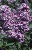 Archeveque_RBG_CH_2