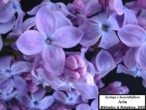 Ariya_LNT_2
