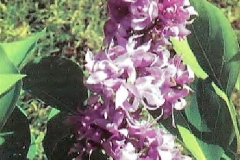 Arlene Welch