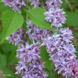 Arlene_Welch_2019_LM_CF