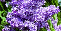 Arnold_Pukk_Estonia_IS_2